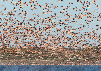 Flamenco austral bandada volando
