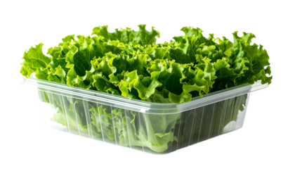 Lettuce in Container