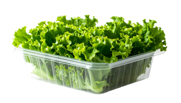 Lettuce in Container
