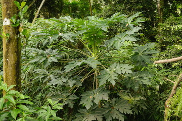 Fototapeta premium Large Green Papaya Leaves Growing on a Tree