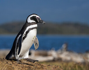 Pingüino de magallanes caminando