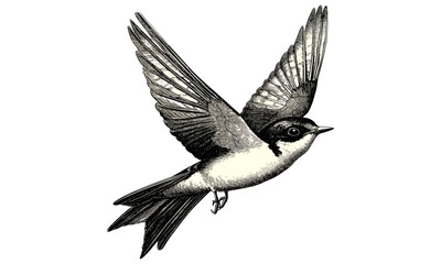 Hand-drawn Vintage Bird Engraving, Barn Swallow Flying, Monochrome Ornithology Etching, Spring Wildlife Illustration, Rustic Decor, Antique Style, Nature Artwork