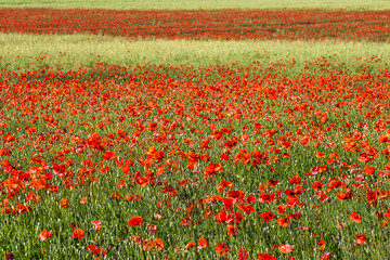 Close-up of red poppies in the Rheingau