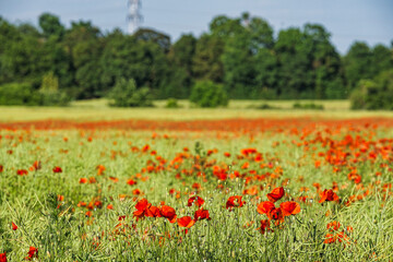 Close-up of red poppies in the Rheingau