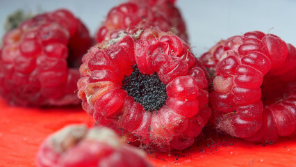 mold and fungus on raspberries close-up, berries, health hazard, expired products, detailing
