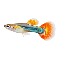 Fototapeta premium Male guppy fish with vibrant tail on white background