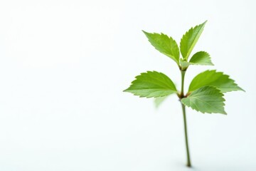 Single, delicate sapling against pure white backdrop , green, tree, leaf