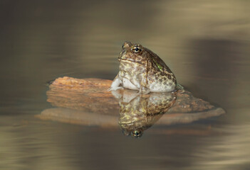 Escuercito chaqueño