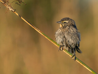 Varillero ala amarilla ave