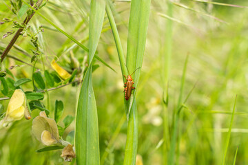 Brown Lampyridae on light green grass. Selected focus.