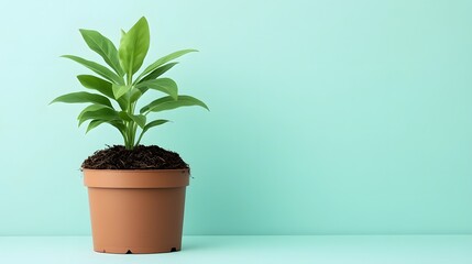 Vibrant indoor plant with healthy roots in a pot