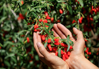 Goji berry fruits and plants in sunshine garden