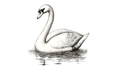 Graceful Swan in Pond, Vintage Wildlife Etching, Detailed Nature Illustration, Hand-drawn Bird Engraving, Rustic Animal Drawing, Elegant Fauna Sketch, Retro Black Print