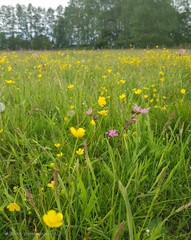 field of dandelions