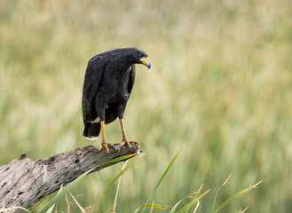 Aguila negra ave