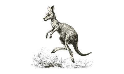 Antique Kangaroo Drawing, Hopping Animal in Vintage Etching, Monochrome Mammal Art, Hand-drawn Australian Wildlife, classic black sketch, wall art inspiration,