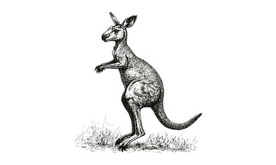 Kangaroo Hopping Illustration, Vintage Engraving Style Sketch, Australian Mammal Art, Hand-drawn Wildlife in Monochrome, retro engraving animal design
