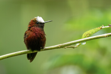The snowcap, Microchera albocoronata is a species of hummingbird in the emeralds