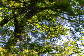 Obraz premium 木漏れ日が差し込むイロハモミジの若葉