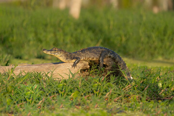 Yacaré sobre tronco