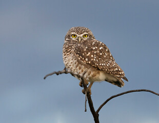 Lechuza de las vizcacheras