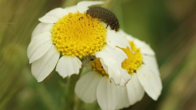Larva de escarabajo cuca negra Colaspidema atrum comiendo flor de Manzanilla loca Anacyclus clavatus, Alcoy, Espa&ntilde;a