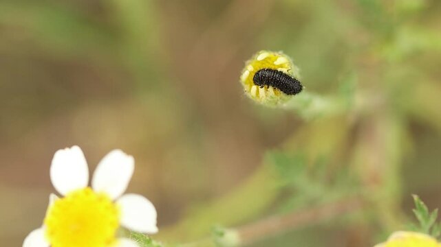 Enfoque selectivo desde arriba de Larva de escarabajo cuca negra Colaspidema atrum comiendo en bot&oacute;n de flor silvestre, Alcoy, Espa&ntilde;a