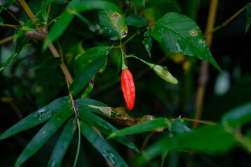 Red Chili Pepper Growing on Bush with Green Leaves Background