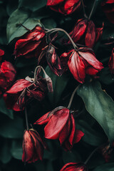 dark background of wilted red tulips