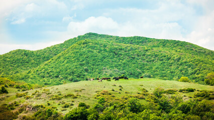 Obraz premium Cows grazing on a green hill surrounded by lush forested mountains under a cloudy blue sky. Peaceful rural landscape in Georgia