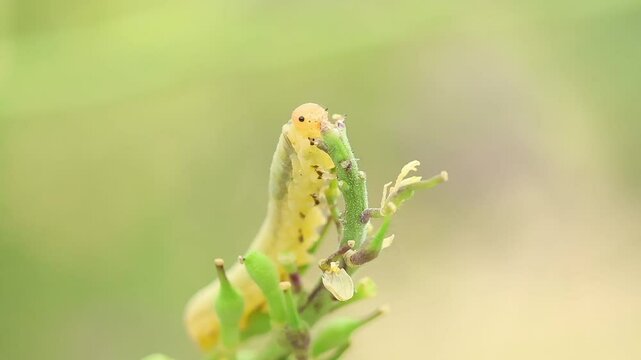 Larva de mosca sierra symphyta sawfly se comi&oacute; las flores de una planta, Alcoy, Espa&ntilde;a