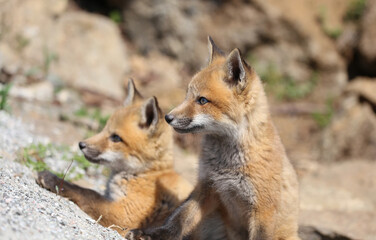 portrait of young red fox