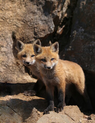 little fox in natuere