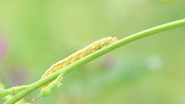 Larva de mosca sierra symphyta sawfly camina por tallo en diagonal de planta, Alcoy, Espa&ntilde;a