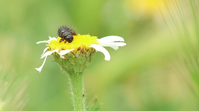 Larva de escarabajo cuca negra Colaspidema atrum caminando sobre flor de Manzanilla loca Anacyclus clavatus, Alcoy, Espa&ntilde;a