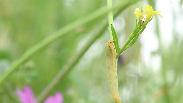 Larva de mosca sierra symphyta sawfly sube por tallo de planta buscando las flores, Alcoy, Espa&ntilde;a
