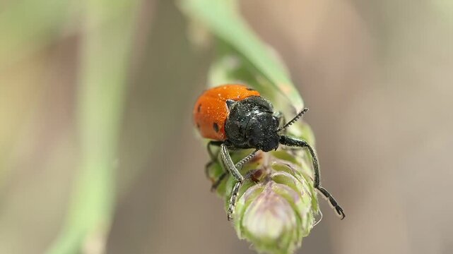 Enfoque selectivo frontal de falsa mariquita Lachnaia vicina descansando en extremo de planta, Alcoy, Espa&ntilde;a