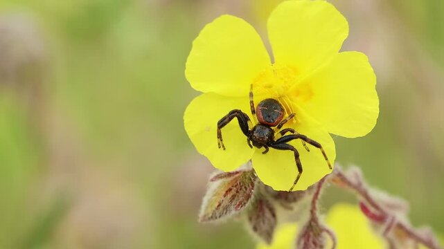 Ara&ntilde;a cangrejo Synema globosum espera en flor romerillo Helianthemum syriacum a su presa, Alcoy, Espa&ntilde;a