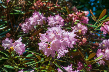 Fototapeta premium 朝陽を浴びるピンクのシャクナゲの花束
