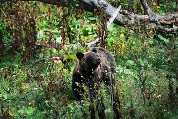 Obraz premium ヒグマ