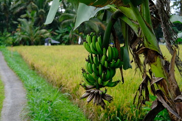 Large Bunch of Green Bananas Hanging from Banana Tree with Rice Fields in Background