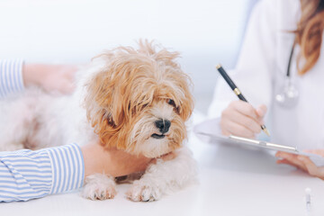 The veterinarian examined the dog's illness in the clinic examination room and gave the dog an injection, explained the care method, and recorded the date, time, and symptoms for the next appointment.