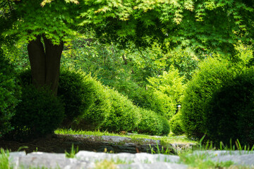 Lush Green Bushes in a Peaceful Park Setting