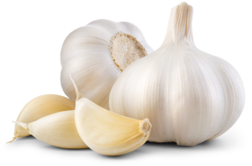 Garlic png. Garlic bulb with cloves on transparent background. White garlic with transparent shadow no background. Transparent png composition. Full depth of field.