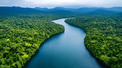 Naklejka premium Winding river flowing through lush tropical forest