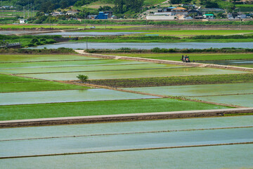 Aerial View of Green Rice Paddies in Rural Landscape
