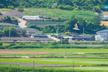 Fototapeta na wymiar Bird Flying Over Rural Landscape with Green Fields