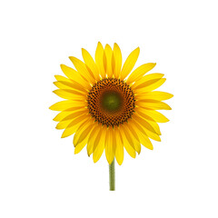 Fototapeta premium Bright yellow sunflower with green center and symmetrical petals on plain white.