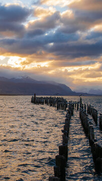 seagull on Puerto Natales Waterfront