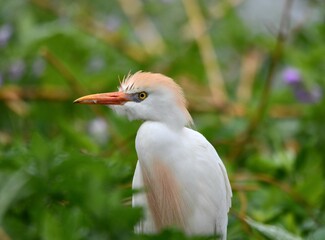 Western cattle egret